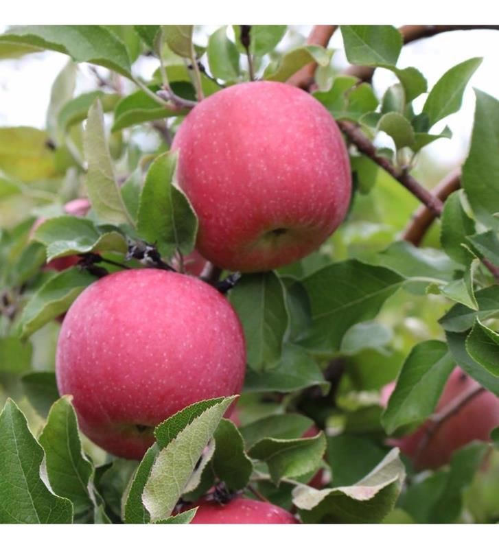Fuji Kiku Elma Ağacı Tam Bodur 80 Cm