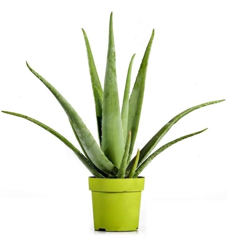 Aloe Vera Fide 30 Adet