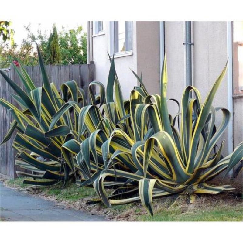 Alacalı Agav Fidanı 40Cm-60Cm