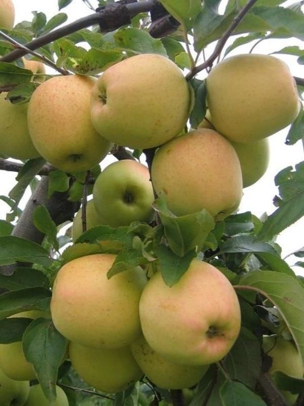 Golden Elma Ağacı 5 Yaş 150 Cm 200 Cm