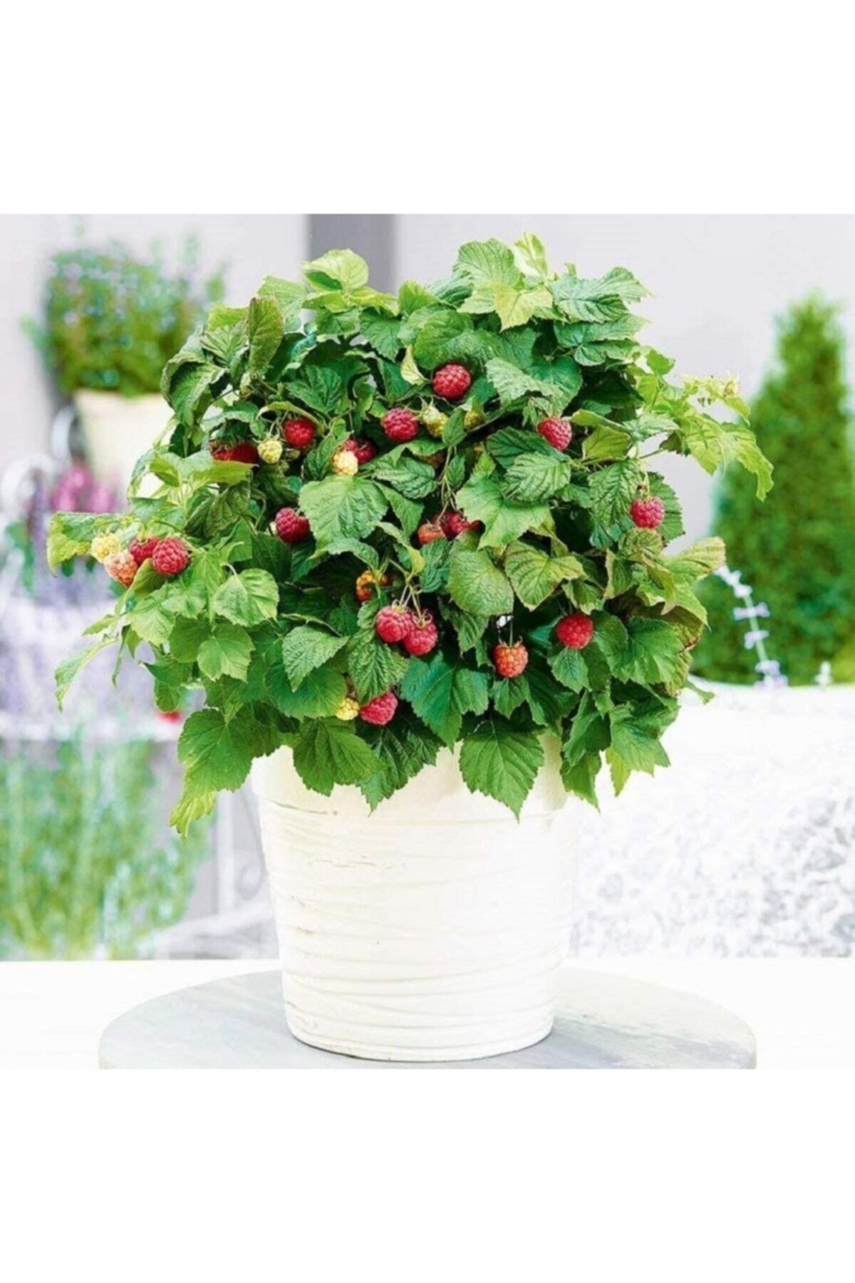 Kırmızı Hollanda Bodrum Ahududu Fidanı 60 Cm 80 Cm