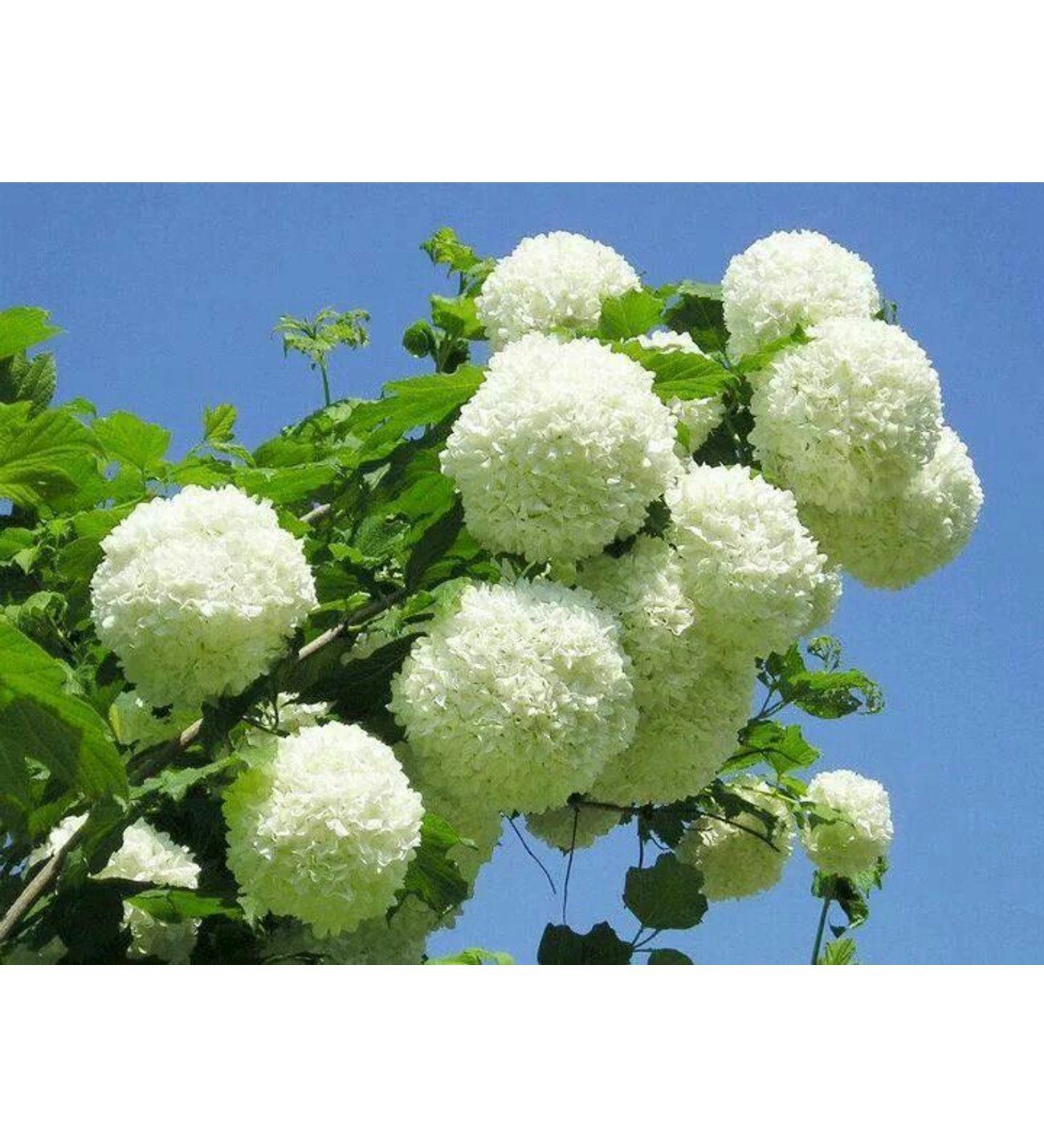 Çınar Kartopu Çiçeği Fidanı 80Cm-100Cm