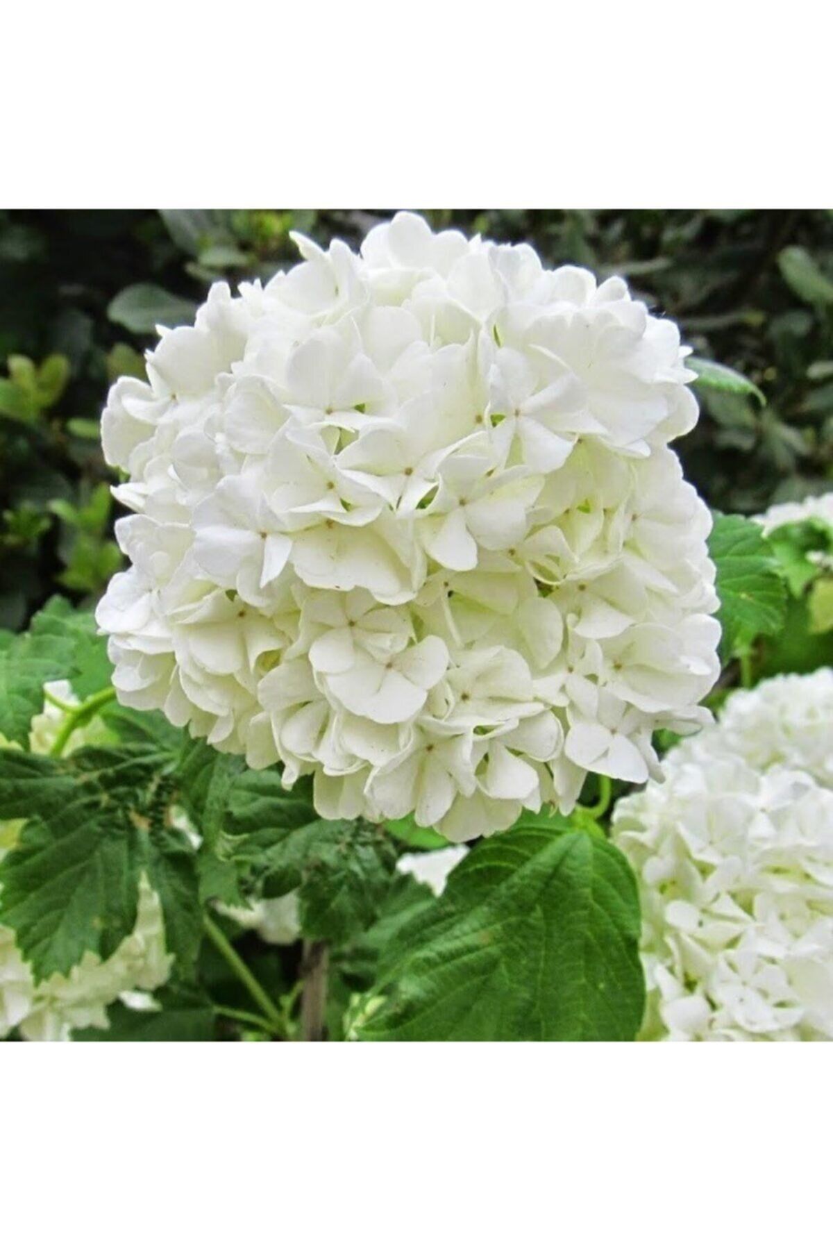 Piramit Lisudum Kartopu Fidanı 150Cm-200Cm