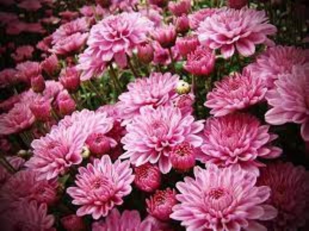 Pembe Bodur Kasımpatı Çiçeği 20Cm-40Cm - Krizantem