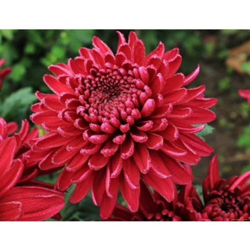 Kırmızı İri Kasımpatı Çiçeği 40Cm-60Cm - Krizantem