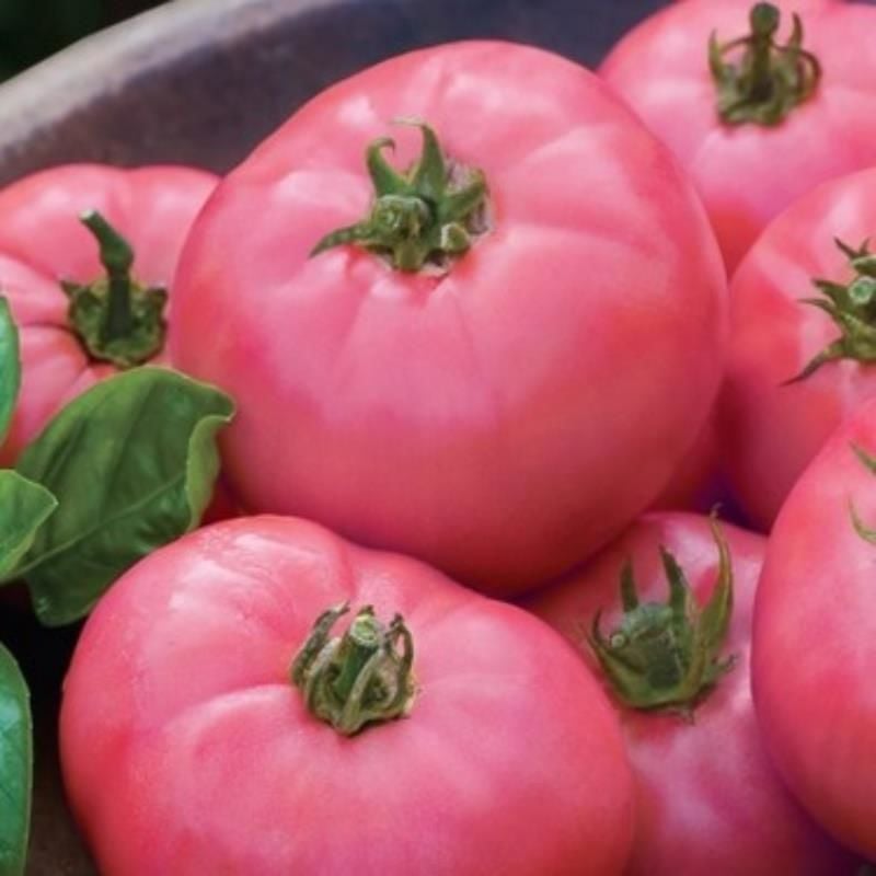 Pembe Domates Fidesi Tüplü 10 Adet