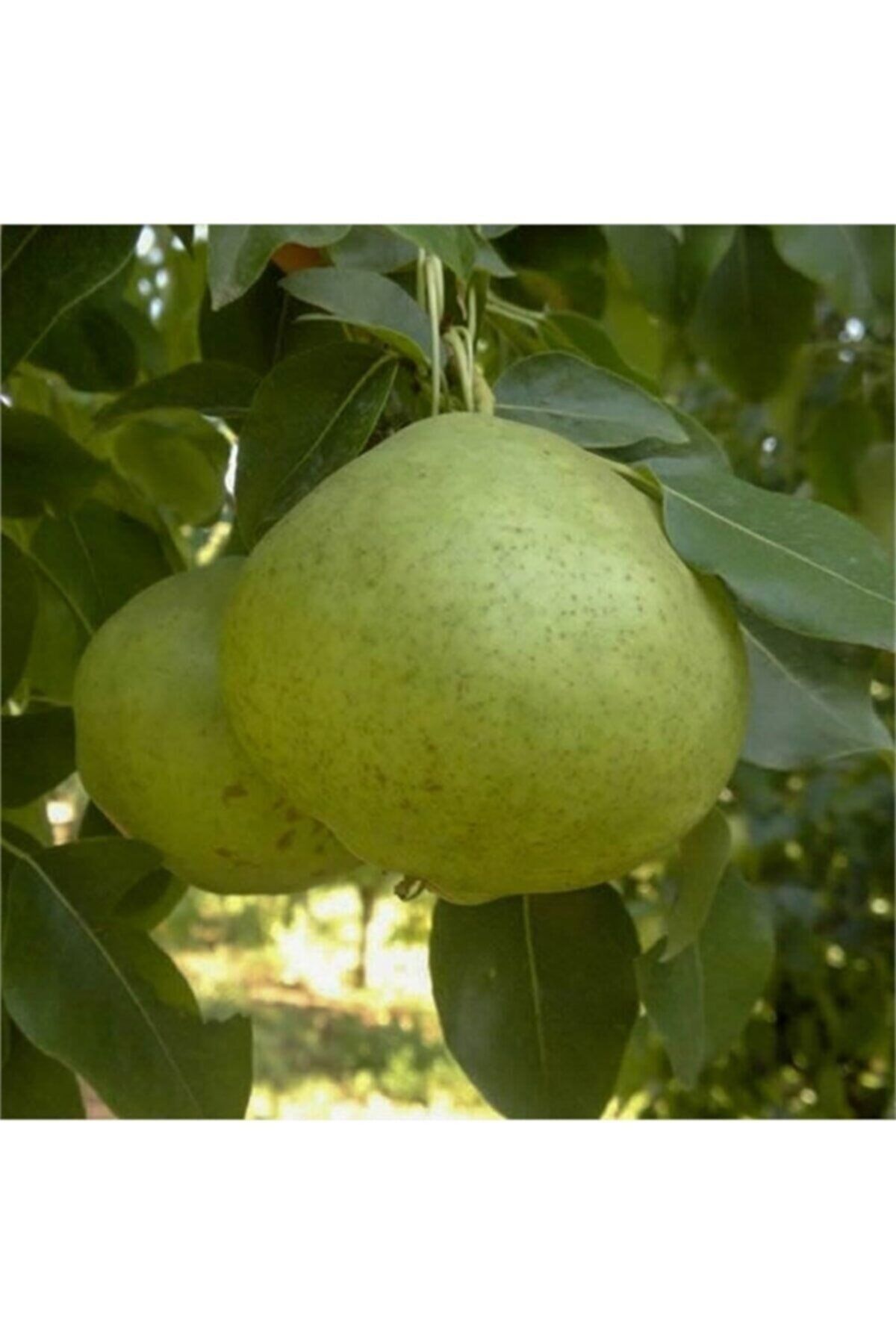 Cinci Armut Fidanı ( 5 Yaş)