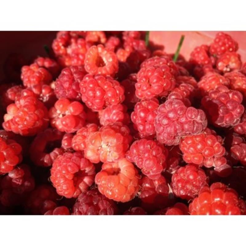 Frambuaz Ahududu Fidanı 60 Cm 80 Cm