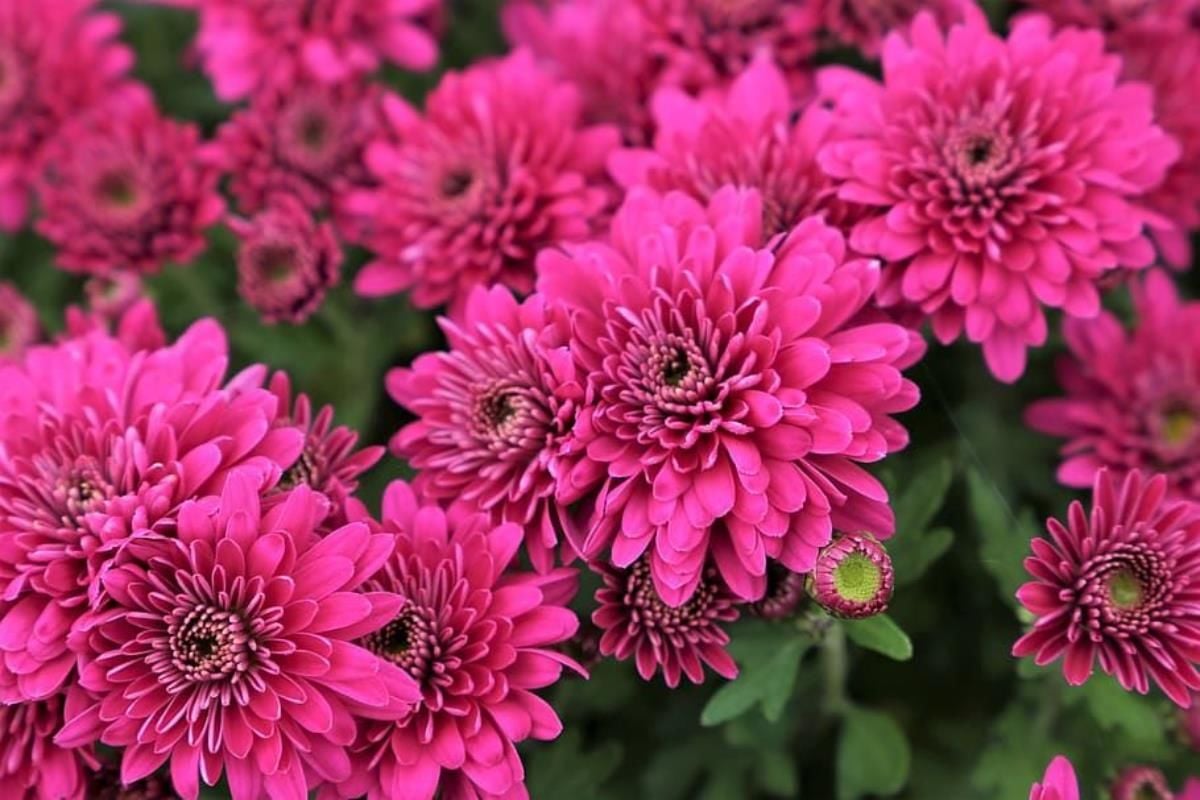 Pembe İri Kasımpatı Çiçeği 40Cm-60Cm - Krizantem