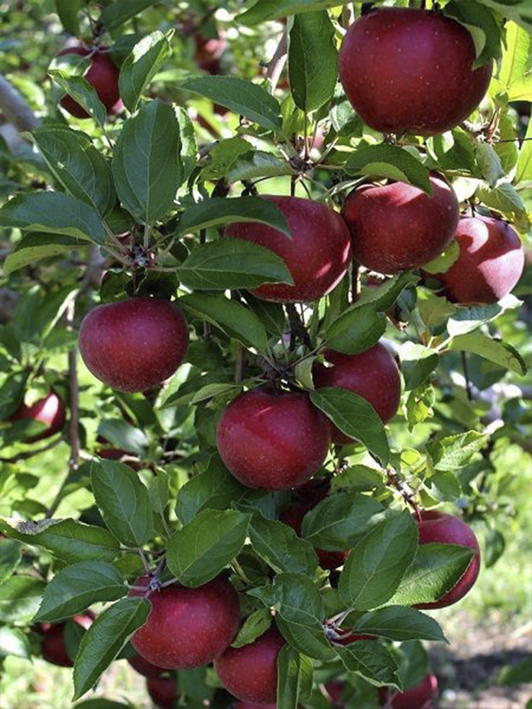 Buckeye Elma Ağacı Fidanı 3 Yaş 100-120Cm