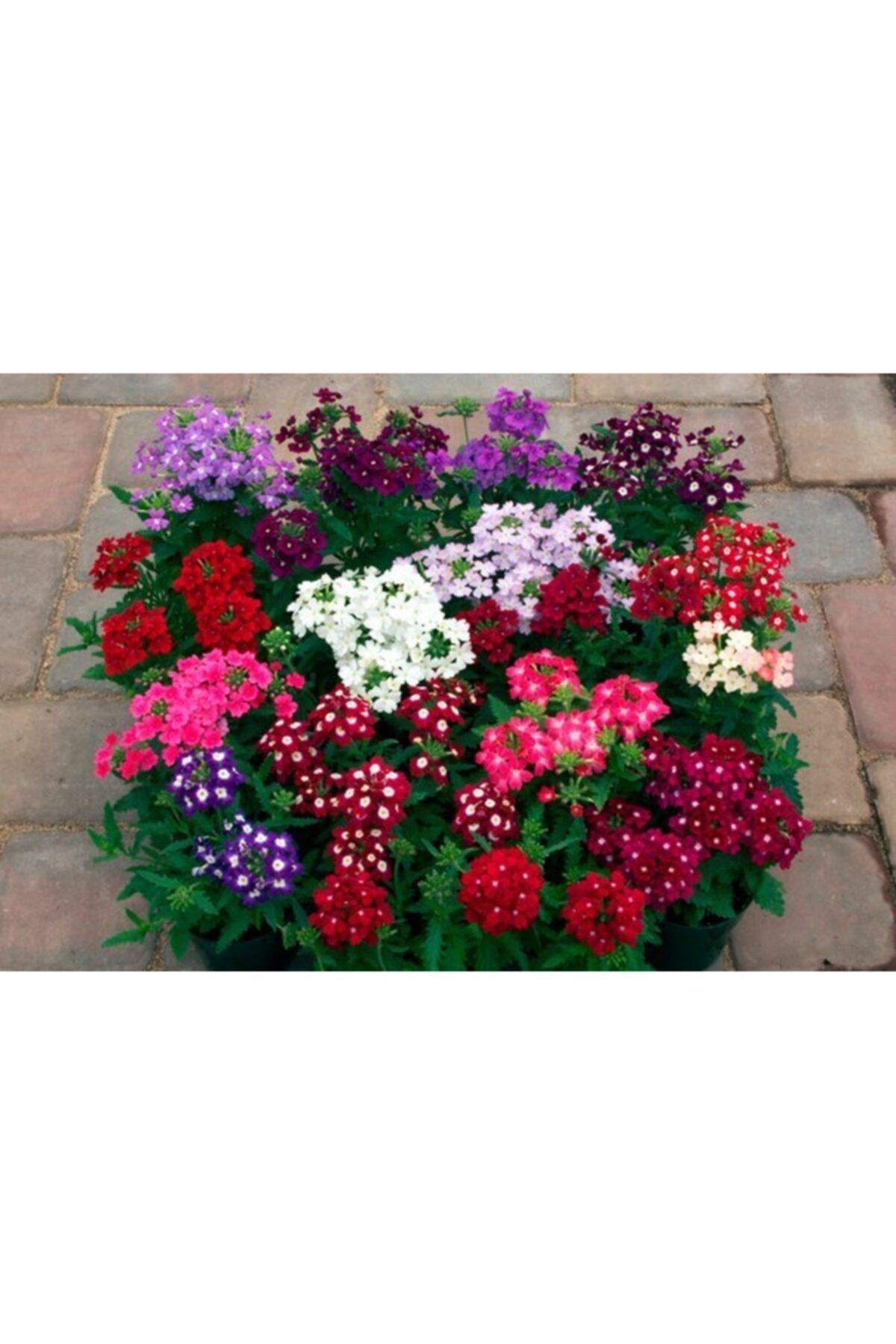 Yer Minesi Fidesi 30 Adet 5-15Cm