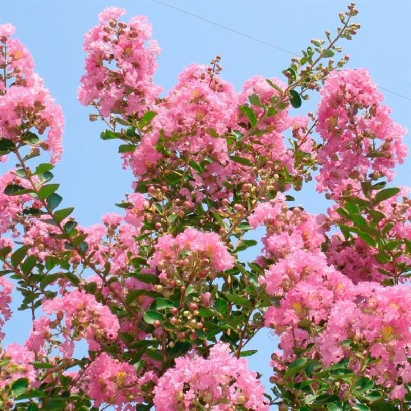 Pembe Oya Çiçeği Fidanı 20Cm-40Cm