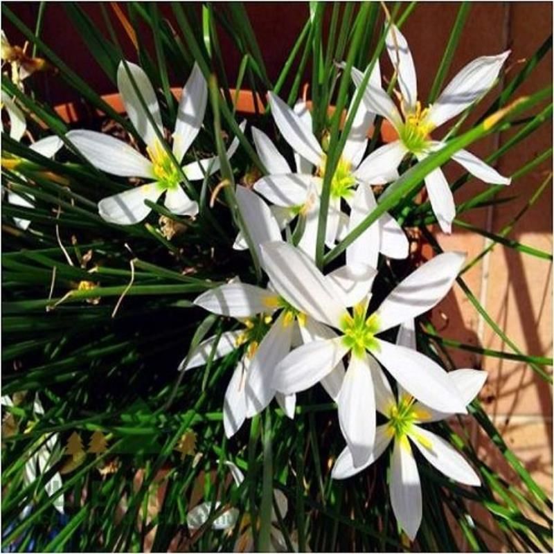 Beyaz Zıpçıktı Çiçeği Fidanı 20Cm-40Cm