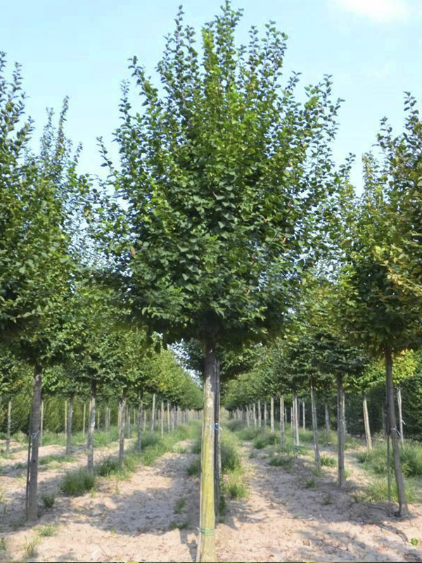 Meşe Ağacı Tijli 200 Cm