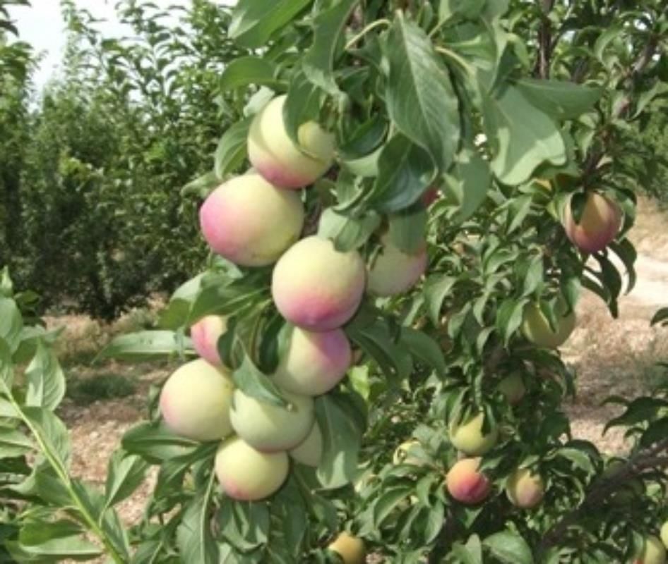 Ambra Erik Fidanı 3 Yaş 100 Cm 120 Cm