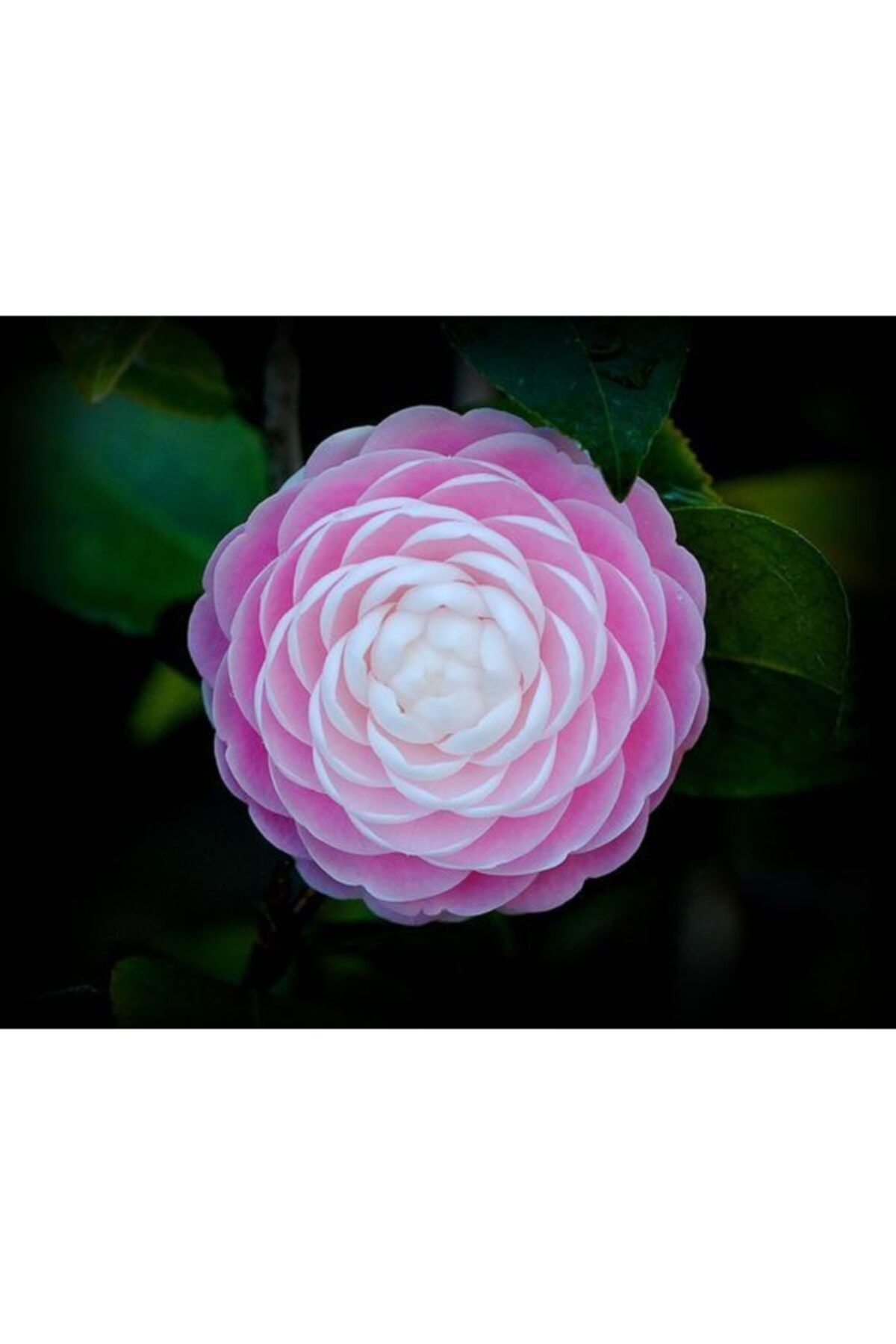 Lila Japon Gülü 40Cm-60Cm