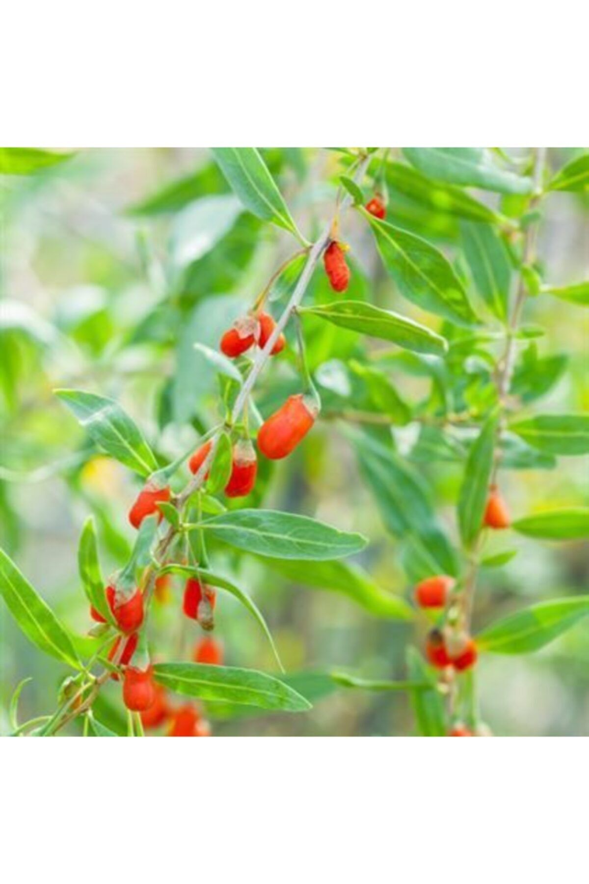 Barbarum XL Gojiberry Fidanı 40-60Cm