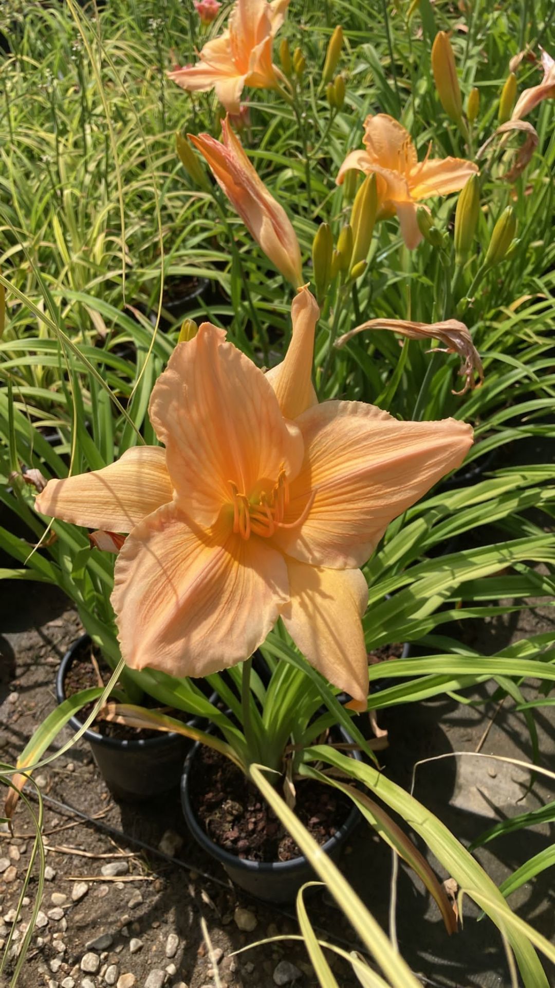 Hemerocallis Çiçeği - Yavruağzı Ortanca Küçük Boy İthal