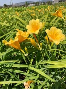 Hemerocallis Çiçeği - Kavuniçi Ortanca Küçük Bot İthal