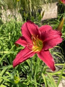 Hemerocallis Çiçeği - Fuşya Ortanca Küçük Boy İthal