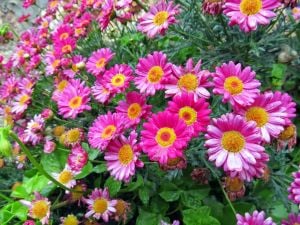 Pembe Çeşme Papatyası Çiçeği Fidanı 20Cm-40Cm
