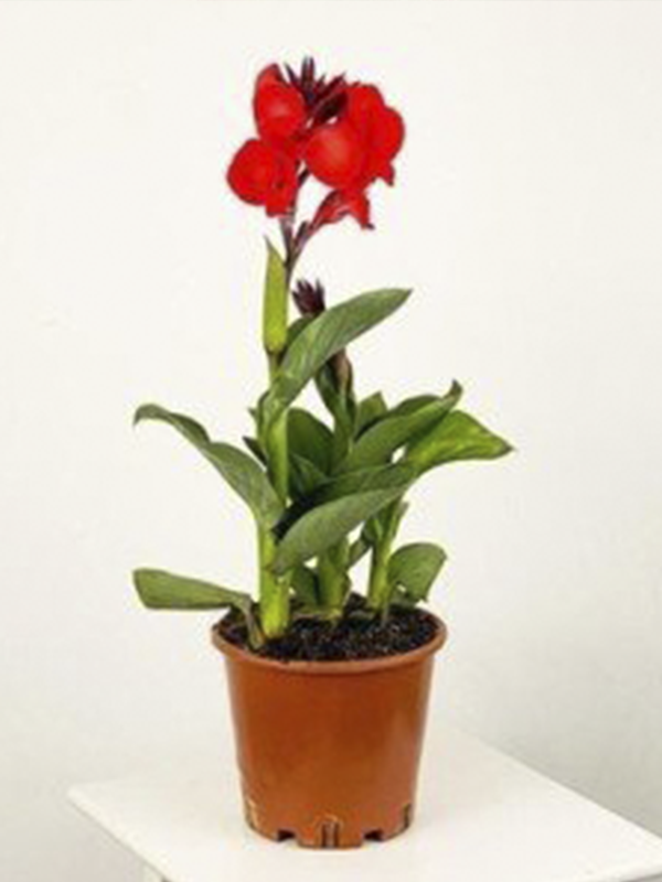 Bodur Turuncu Kana Çiçeği 40Cm-60Cm