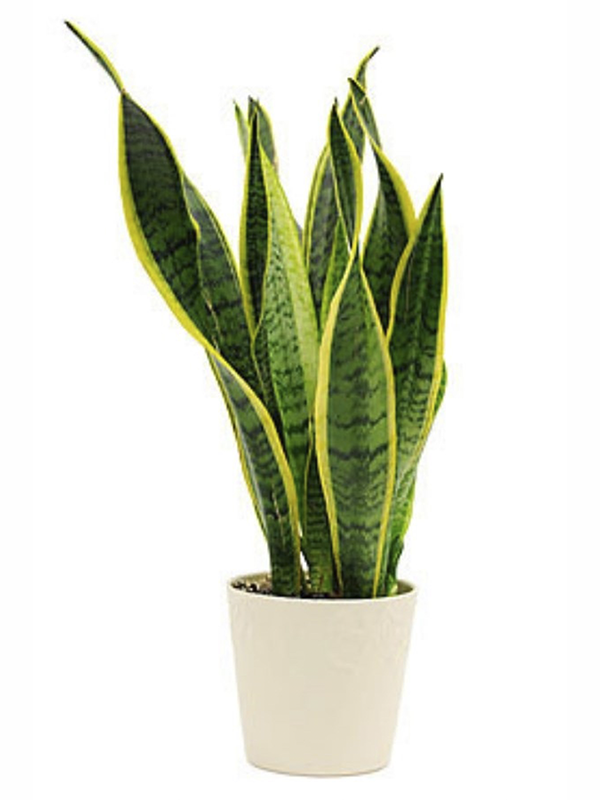 Yeşil Beyaz Çizgili Paşa Kılıcı 20Cm-40Cm