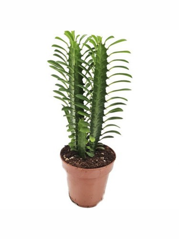 Yeşil Süt Ağaç 10Cm-20Cm