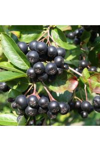 Viking Aronia Berry Fidanı 40-60 Cm