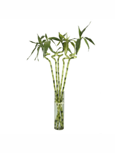 Şans Bambusu 60Cm-80Cm