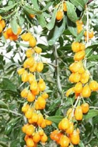 Sweatberry Gojiberry Fidanı 40-60Cm