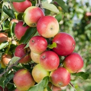 Amasya Elma Ağacı 3 Yaş 100 Cm 120 Cm