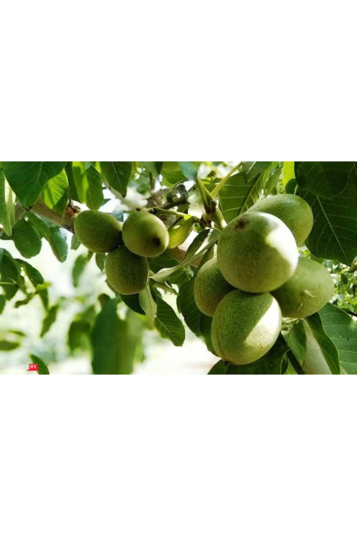 Yalova 4 Ceviz 3 Yaş 100 Cm 120 Cm