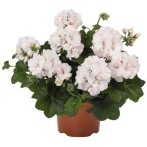 Beyaz Sakız Sardunya Çiçeği Fidanı 10Cm-30Cm