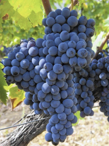 Black Seedless Üzüm Fidanı 2 Yaş 40 Cm 80 Cm