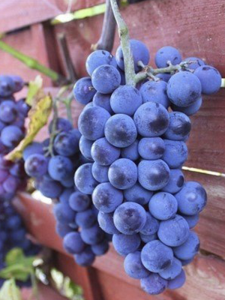 Merlot Üzüm Fidanı 40 Cm 60 Cm