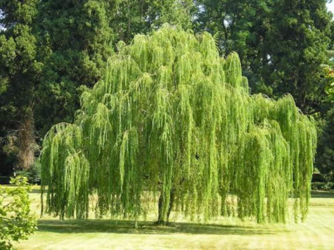 Salkım Söğüt Tijli Ağaç 200 Cm