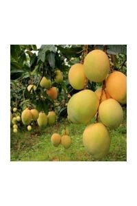 Fecir Mango Fidanı 40 Cm 60 Cm