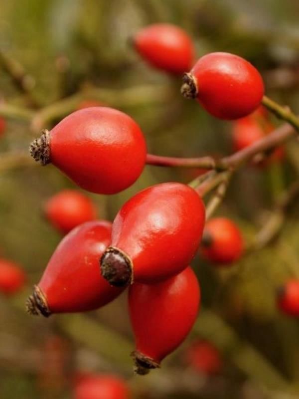 Rosa Canina Kuşburnu Fidanı 40-60Cm