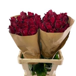 Kırmızı Kesme Gül 40Cm-60Cm