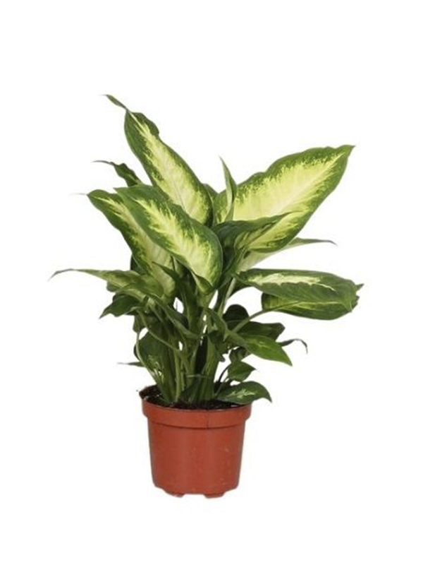 Difenbahya Fidanı 20Cm-40Cm
