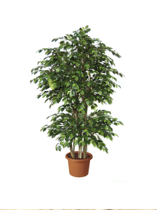 Yeşil Benjamin Ağacı Fidanı 20Cm-40Cm