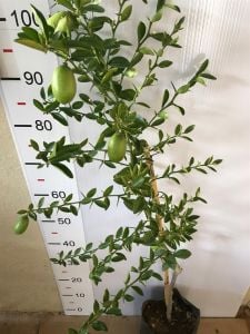 Parmak Limon Ağacı Fidanı 80 Cm 100 Cm (Saksıda)