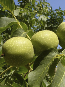 Meylannasie Ceviz 3 Yaş 100 Cm 120 Cm