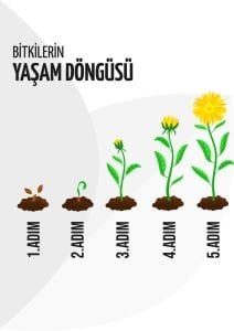 Melisa Kolonya Çiçeği 40 Cm-60Cm