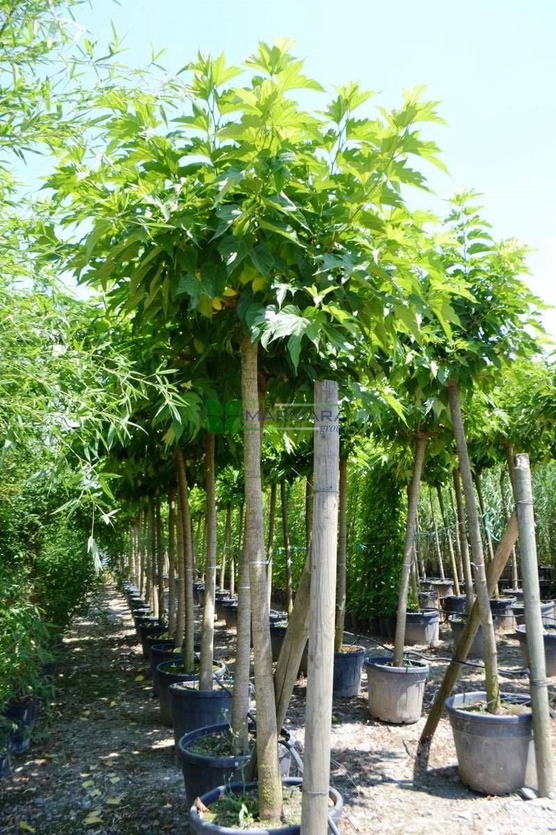 Çınar Yapraklı Dut Tijli Ağaç 200 Cm
