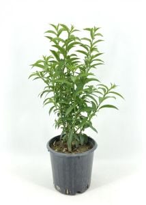 Melisa Kolonya Çiçeği 40 Cm-60Cm