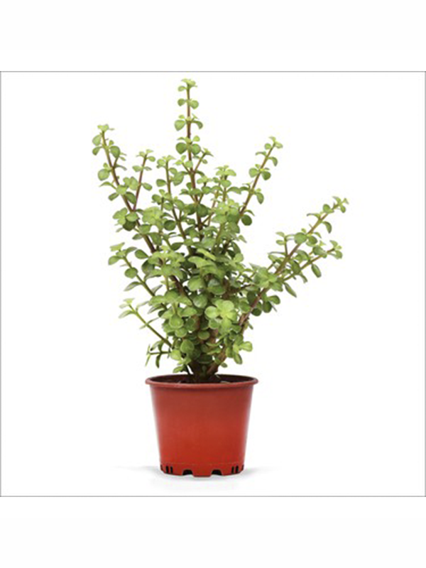 Para Çiçeği Fidanı 20Cm-40Cm