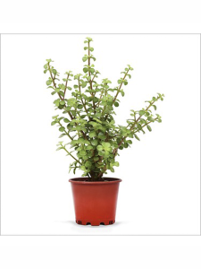 Para Çiçeği Fidanı 20Cm-40Cm