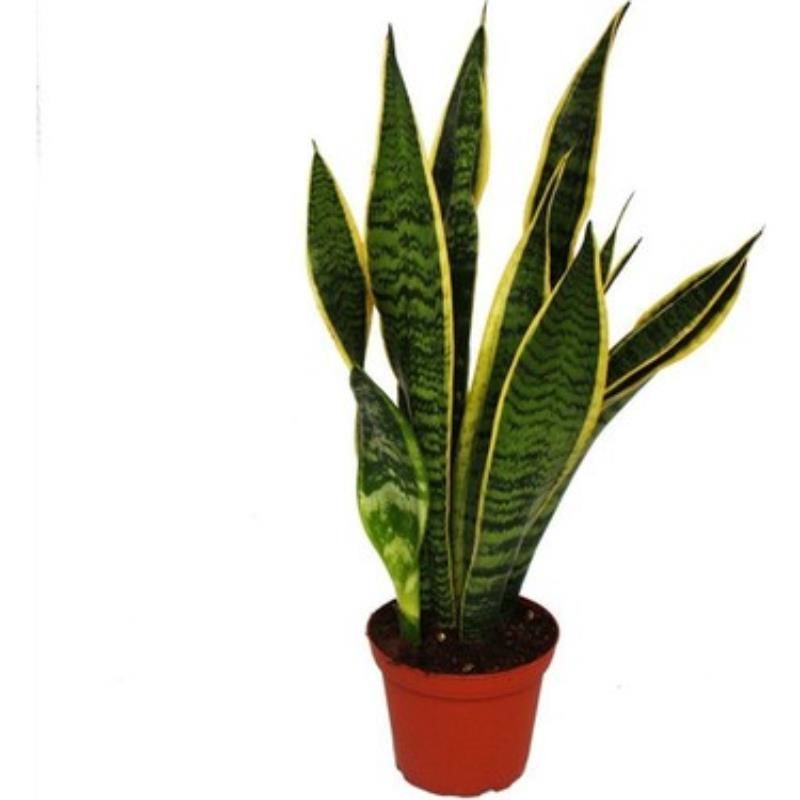 Yeşil Kılıç Fidanı 20Cm-40Cm